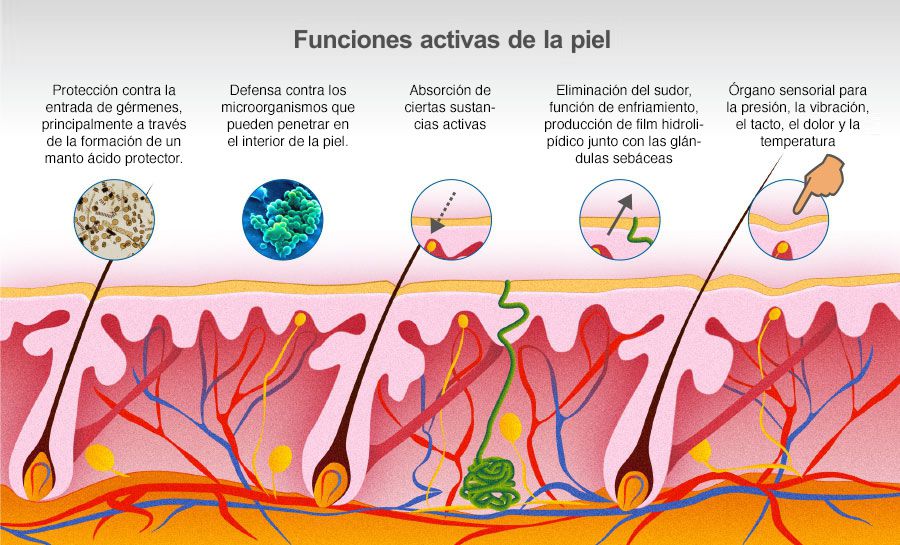 Funciones activas de la piel Funciones activas de la piel